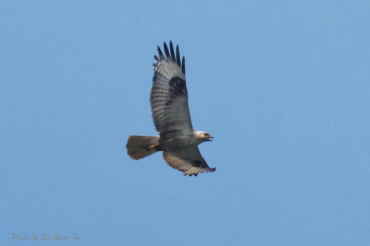 Upland Buzzard - 蘇 貴福