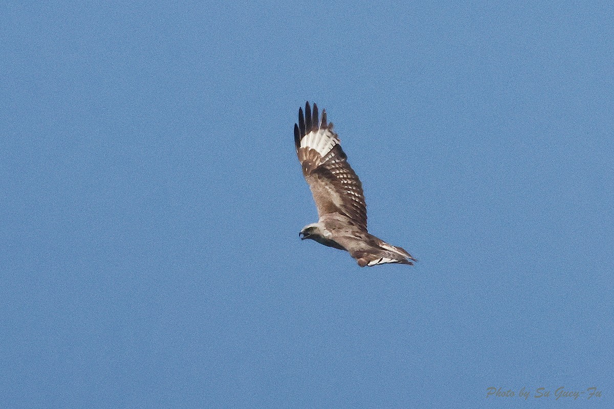 Upland Buzzard - 蘇 貴福