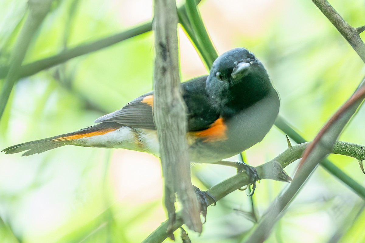 American Redstart - ML618416900