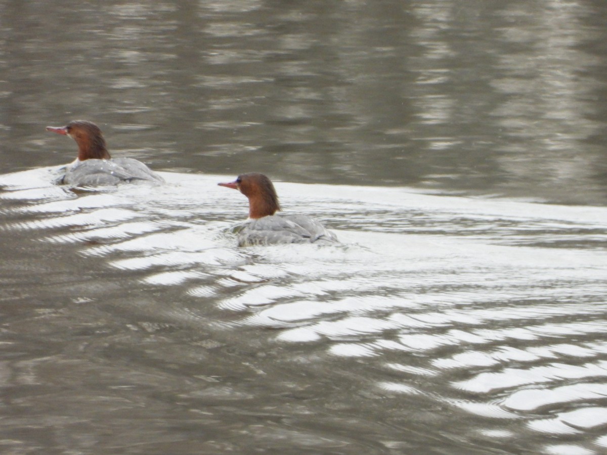 Common Merganser - ML618416921