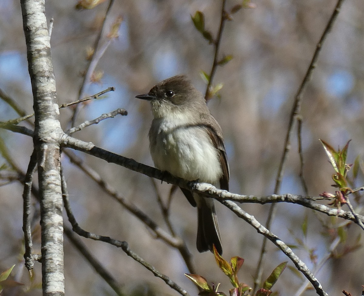 Eastern Phoebe - D Sacks