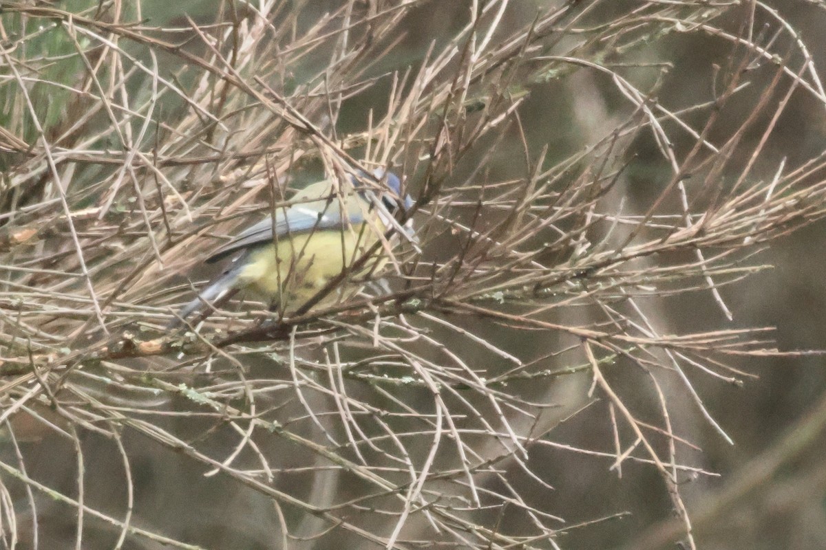 Eurasian Blue Tit - ML618416966