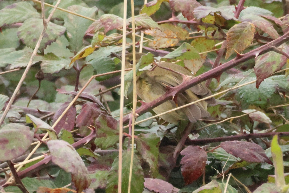 Common Chiffchaff - ML618416971