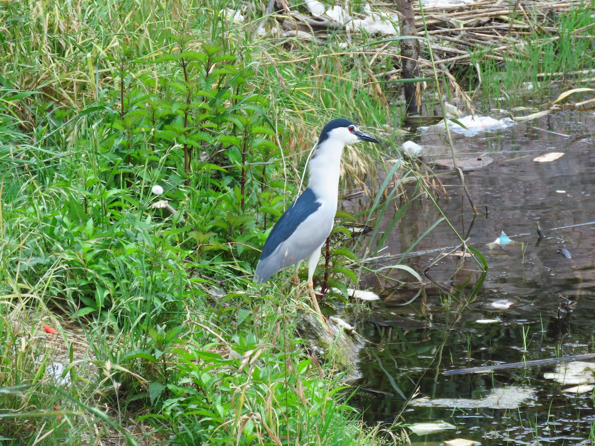 Black-crowned Night Heron - Mojtaba Vosough Rouhani