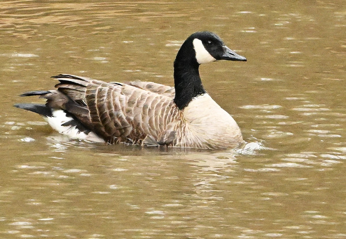 Canada Goose - Wayne Oakes