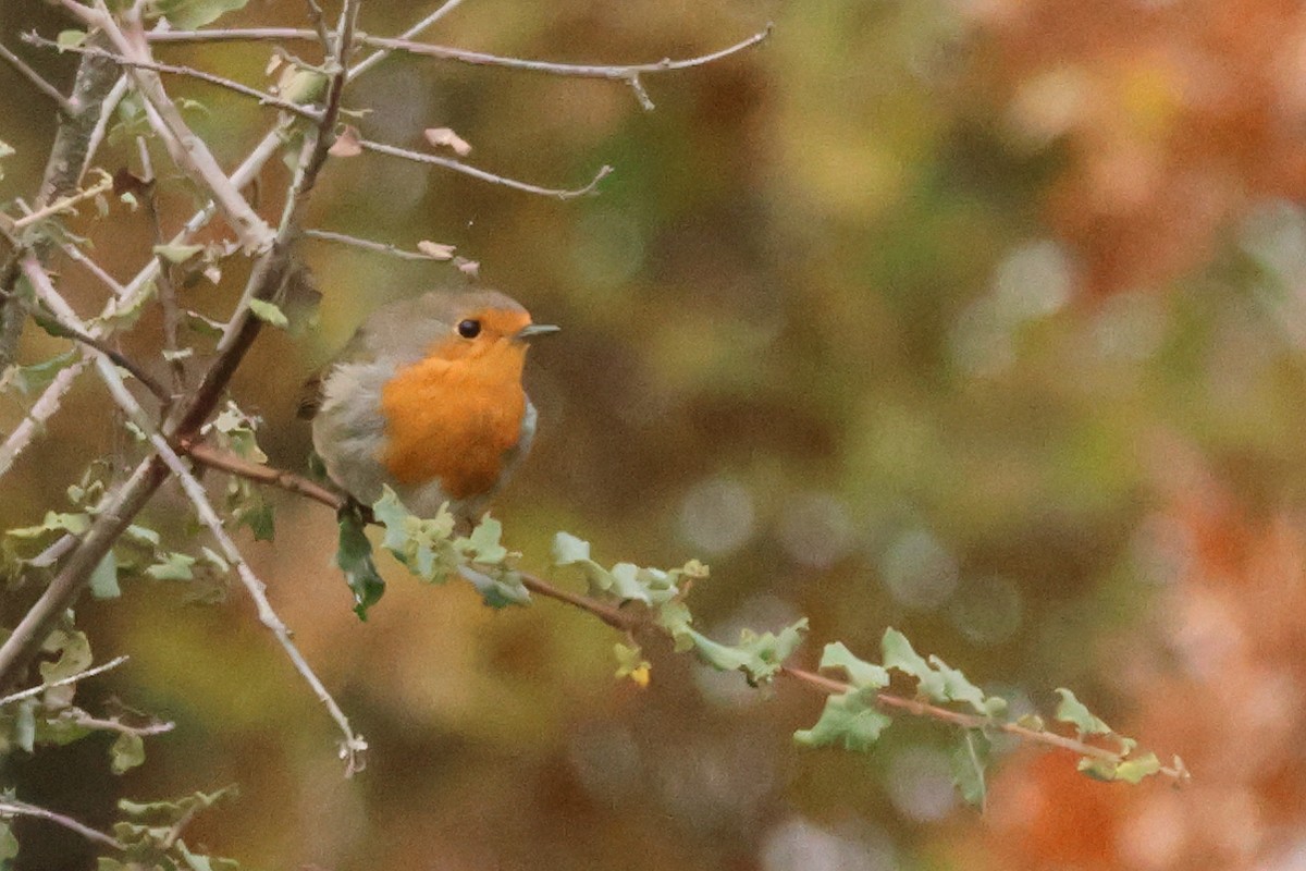 European Robin - ML618417002