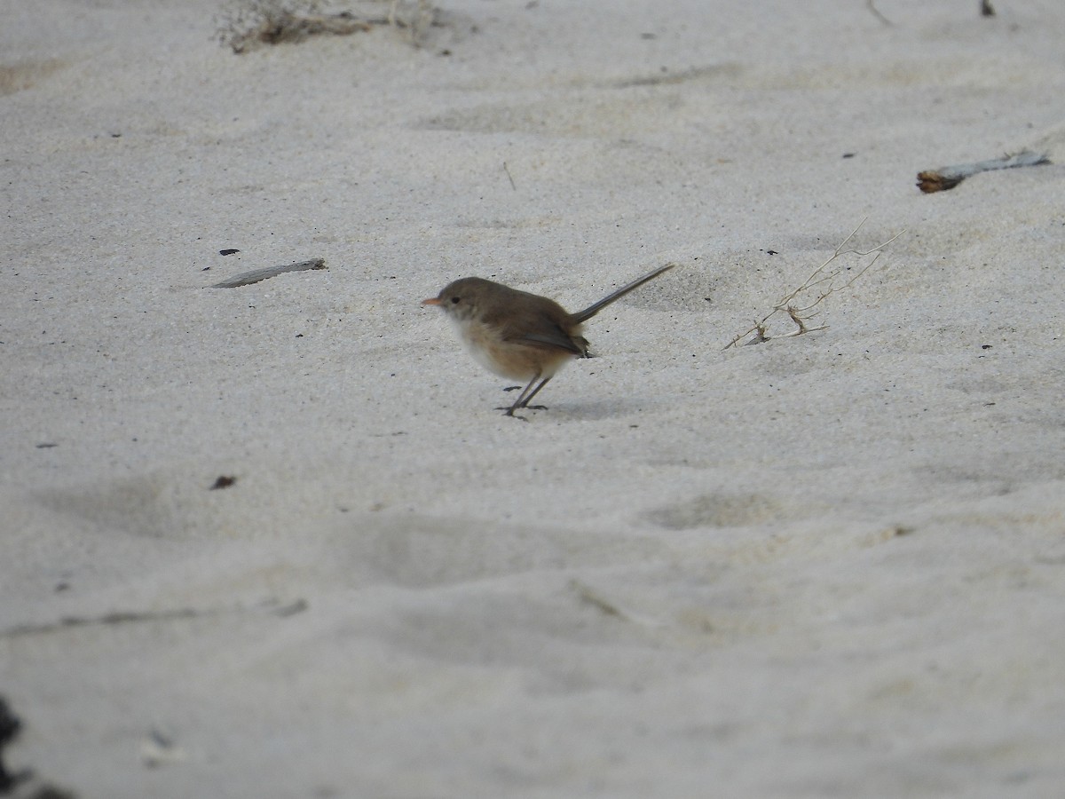 White-winged Fairywren - ML618417004