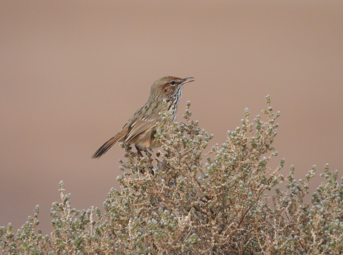 Rufous Fieldwren - ML618417013