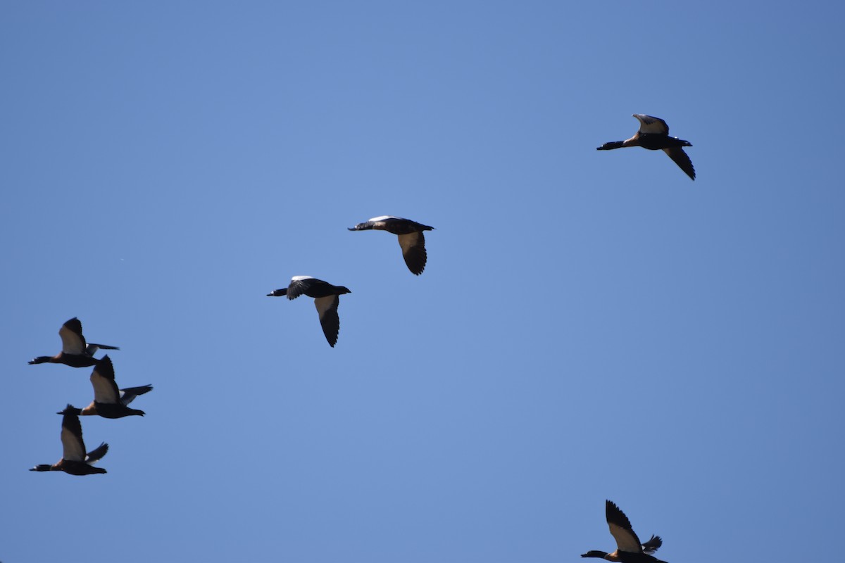 Australian Shelduck - ML618417055