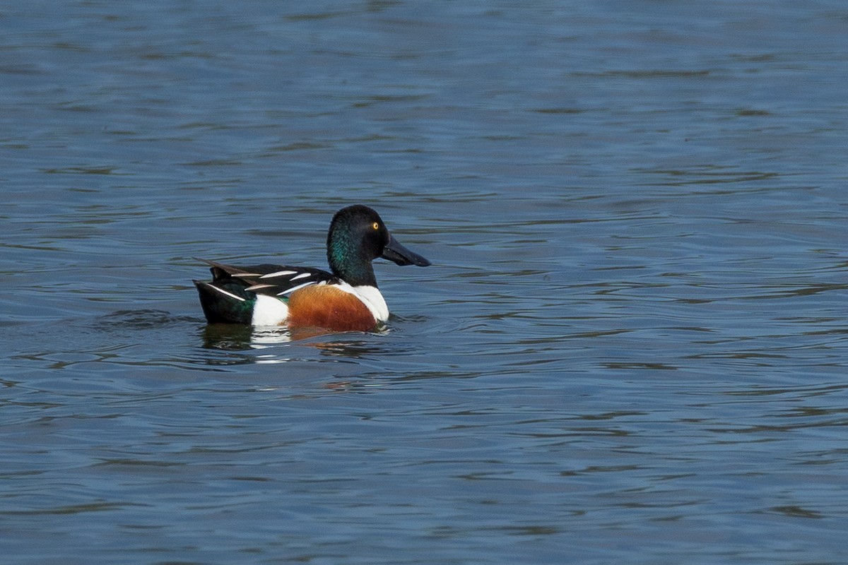 Northern Shoveler - ML618417072