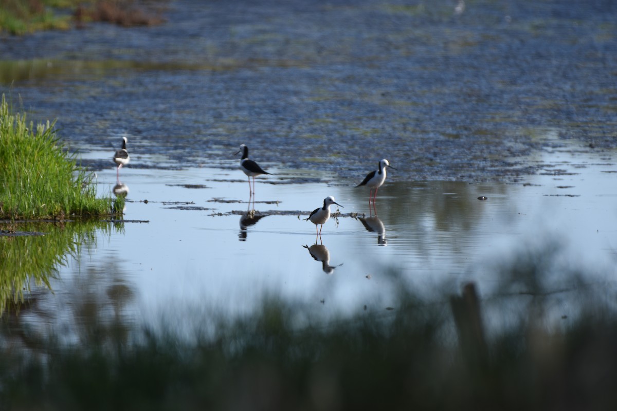 Pied Stilt - ML618417076