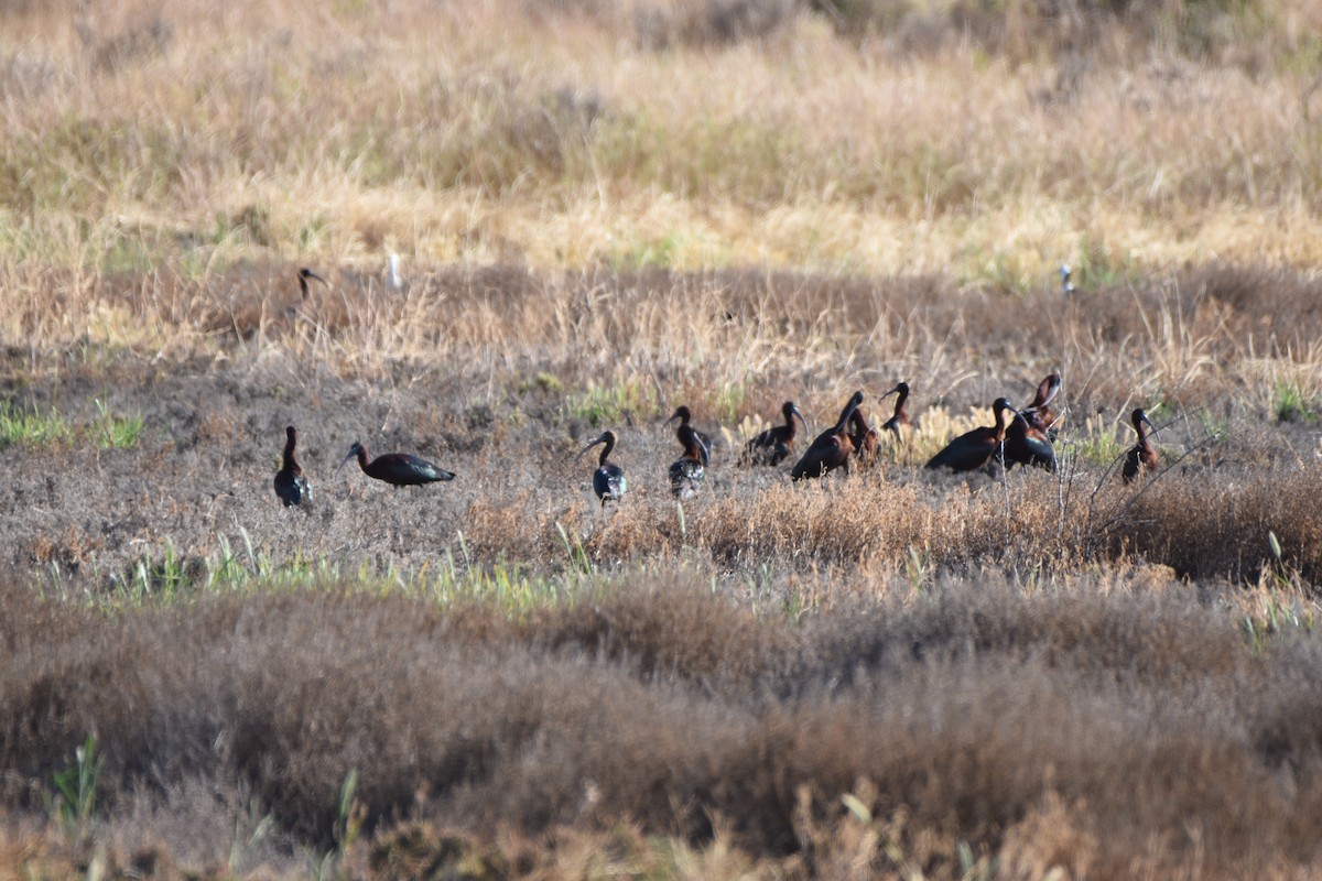 Glossy Ibis - ML618417125