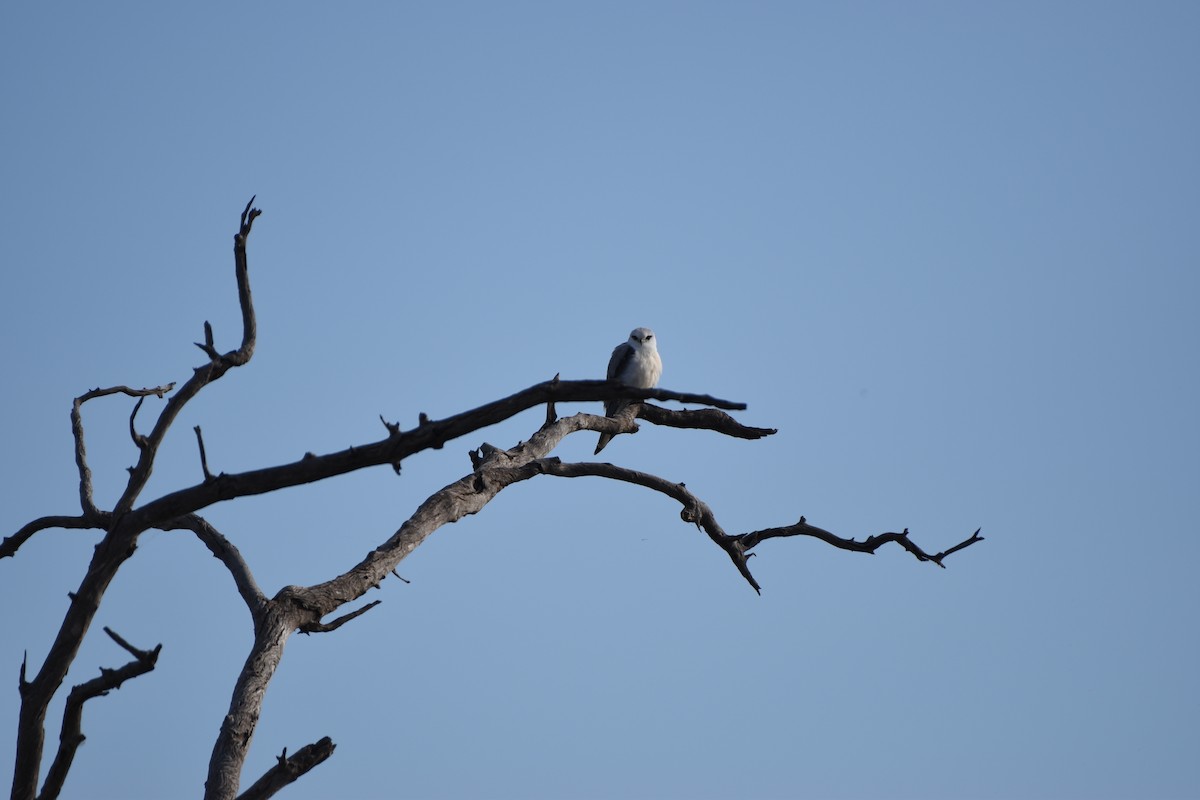 Black-shouldered Kite - ML618417134