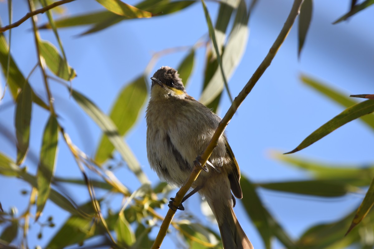 Singing Honeyeater - Hitomi Ward