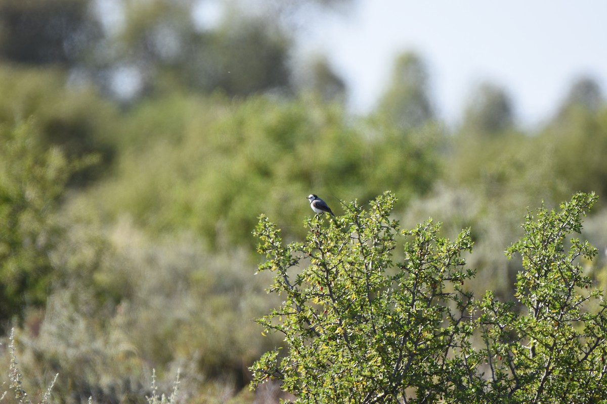 White-fronted Chat - ML618417154