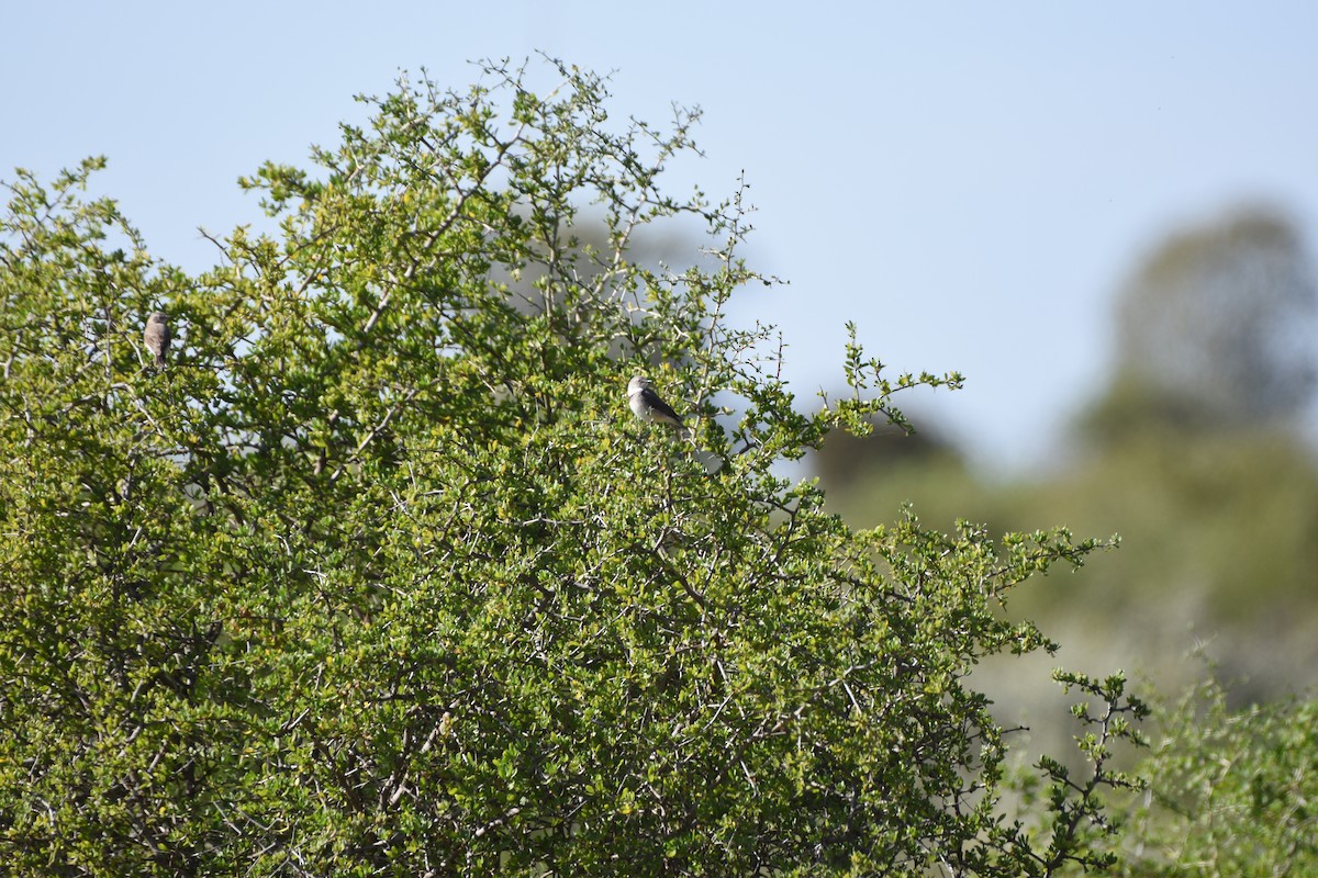 White-fronted Chat - ML618417155