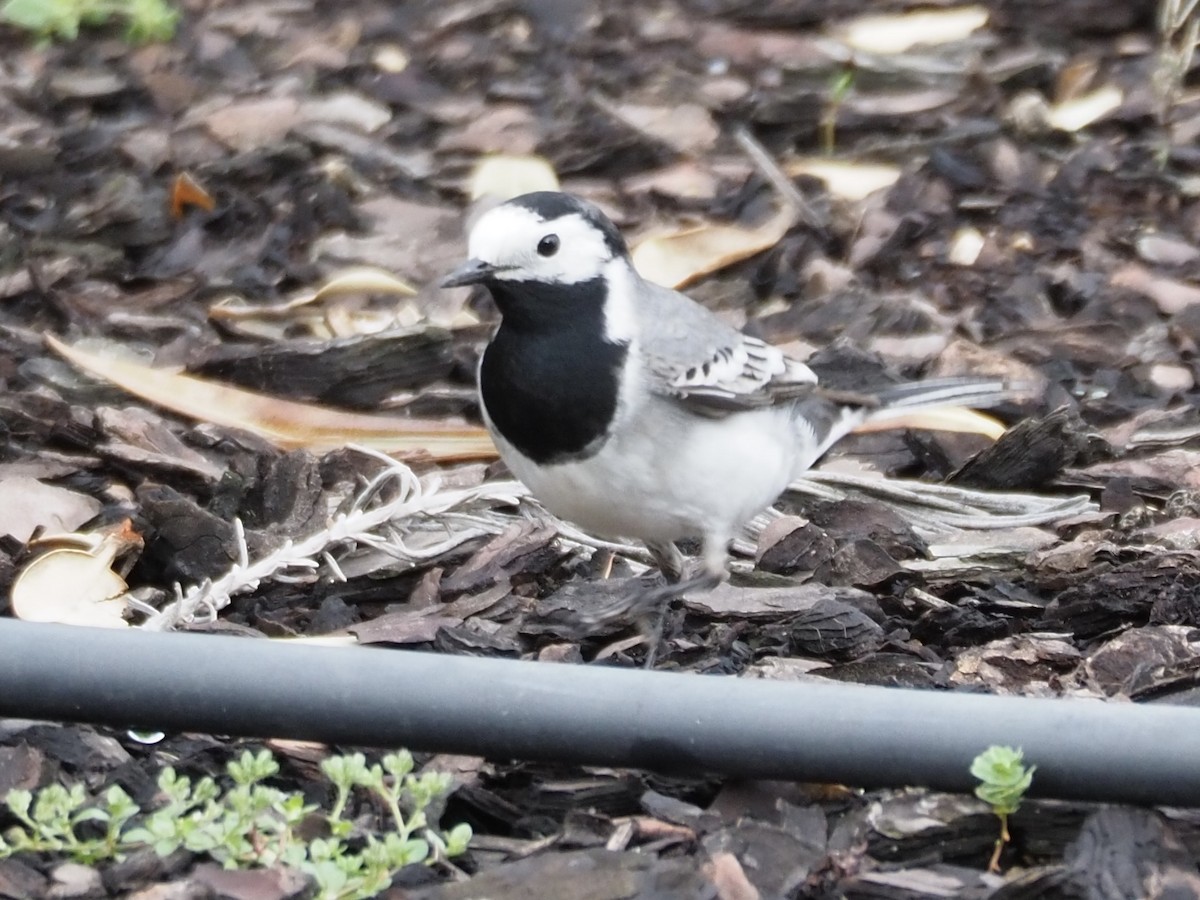 White Wagtail - ML618417183