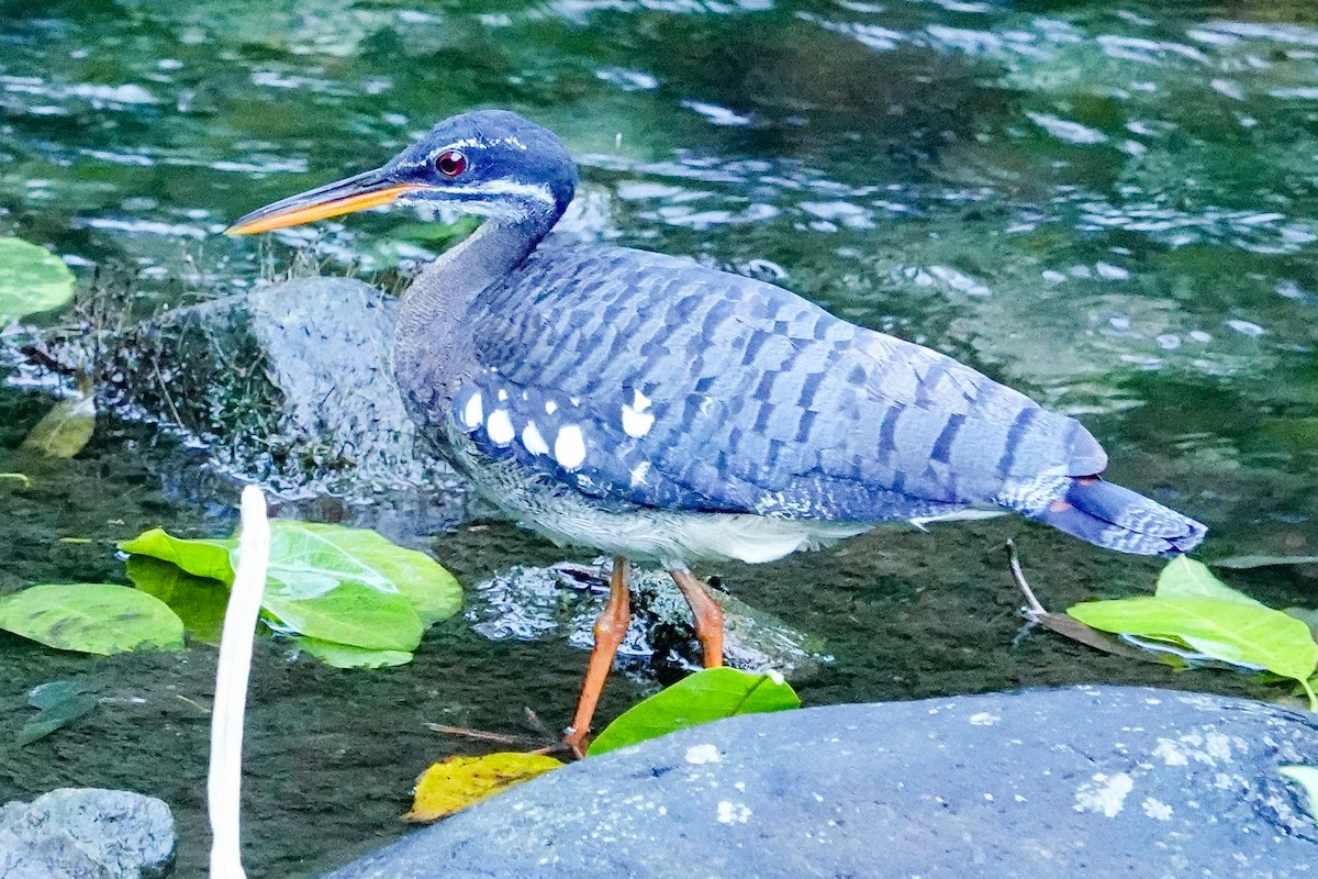 Sunbittern - Kathy Doddridge