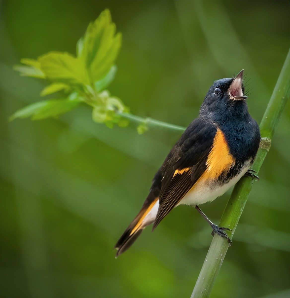 American Redstart - ML618417264