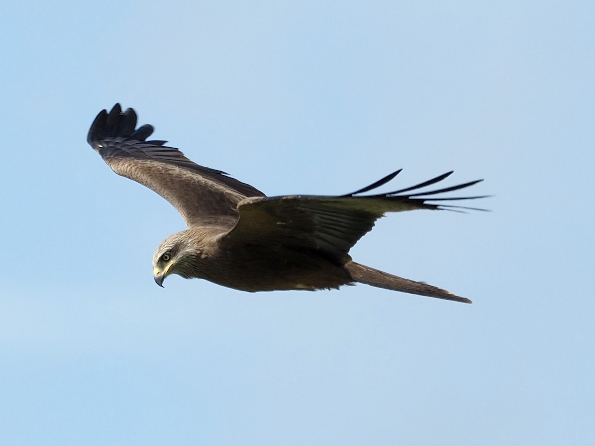 黑鳶 - ML618417272