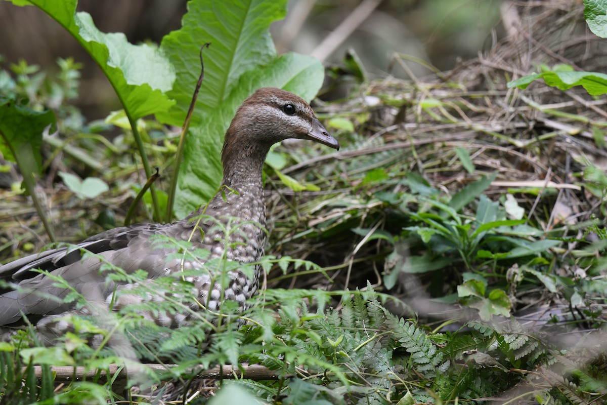 Maned Duck - ML618417313