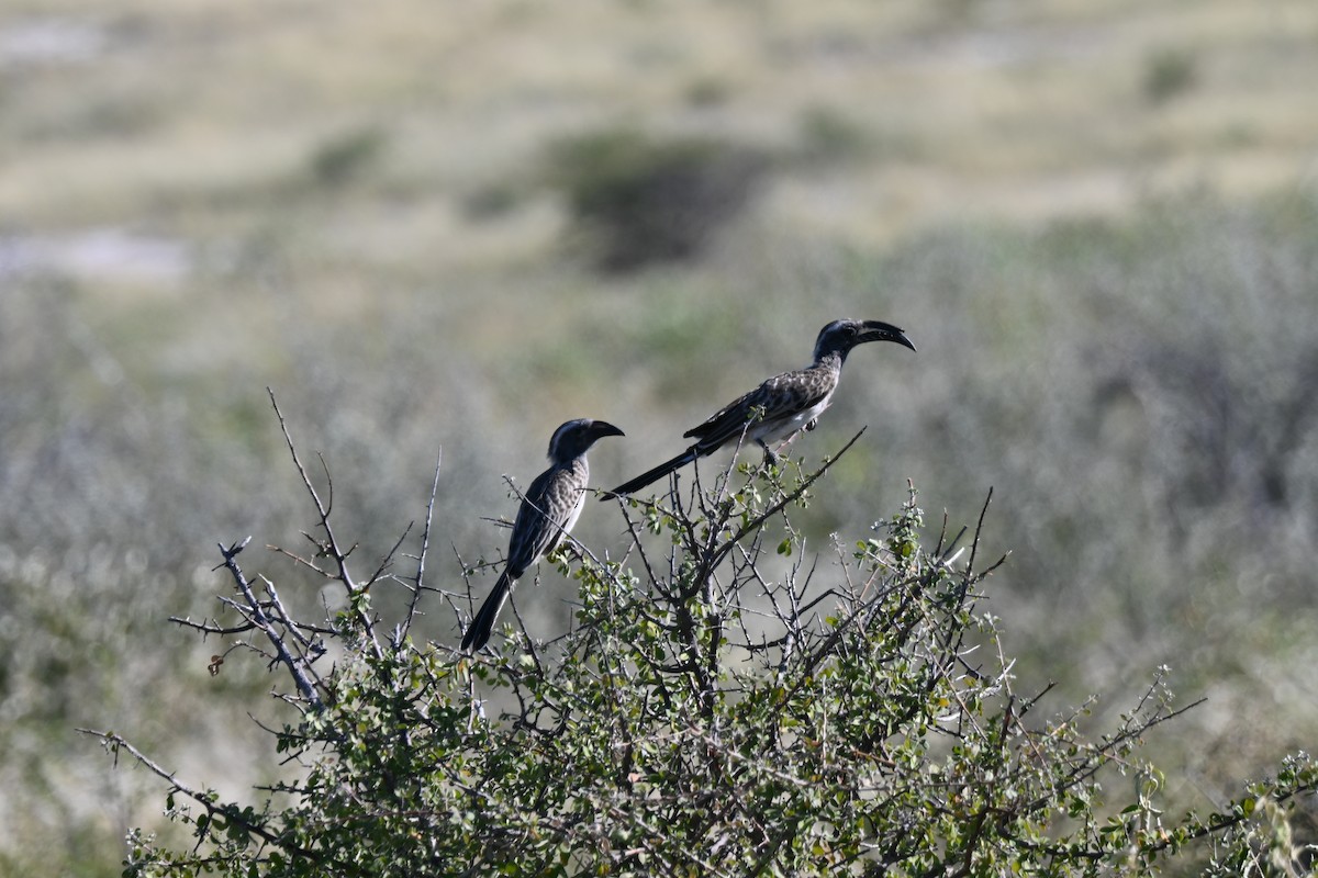 African Gray Hornbill - Johanne Boismenu