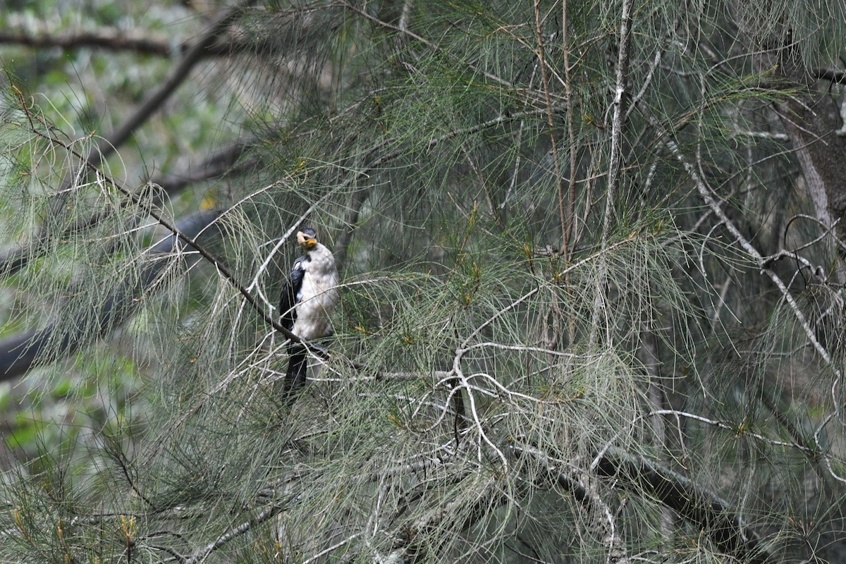 Little Pied Cormorant - ML618417326