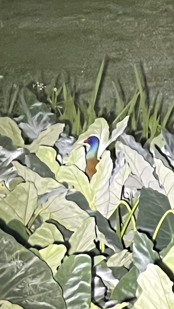 Purple Gallinule - ML618417346