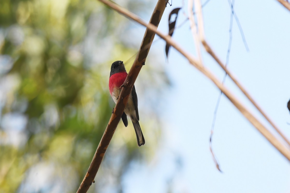 Rose Robin - Nathan  Ruser