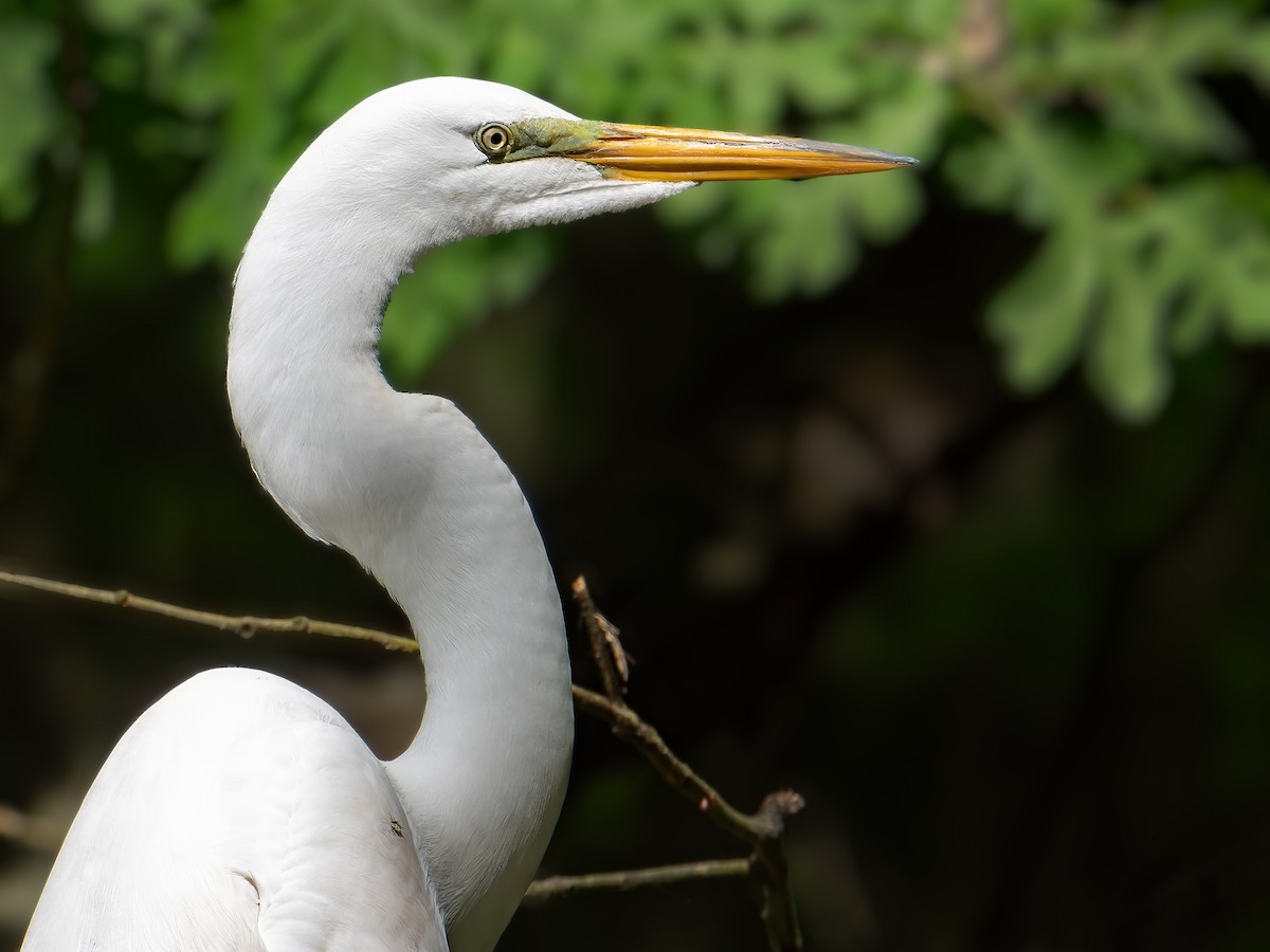 Great Egret - Michael Moore