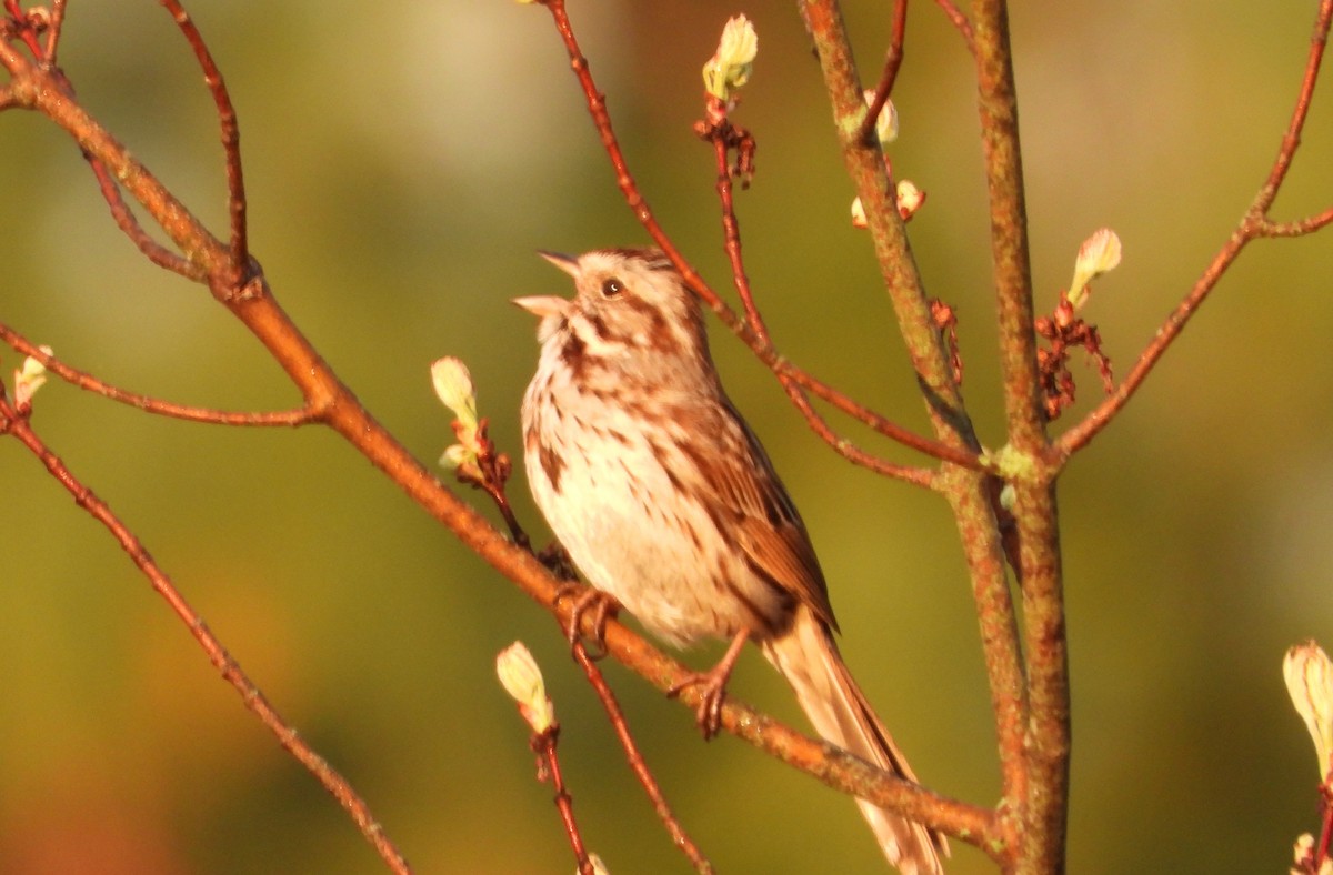 Song Sparrow - Colin Marchant