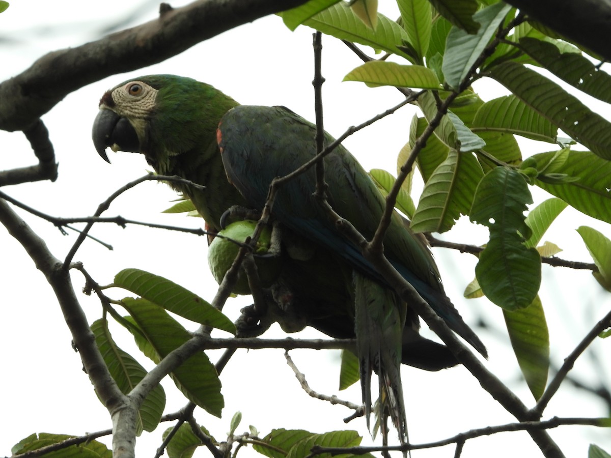 Guacamayo Severo - ML618417376