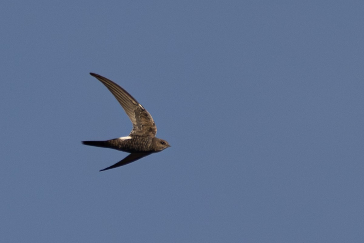 Pacific Swift - ML618417378