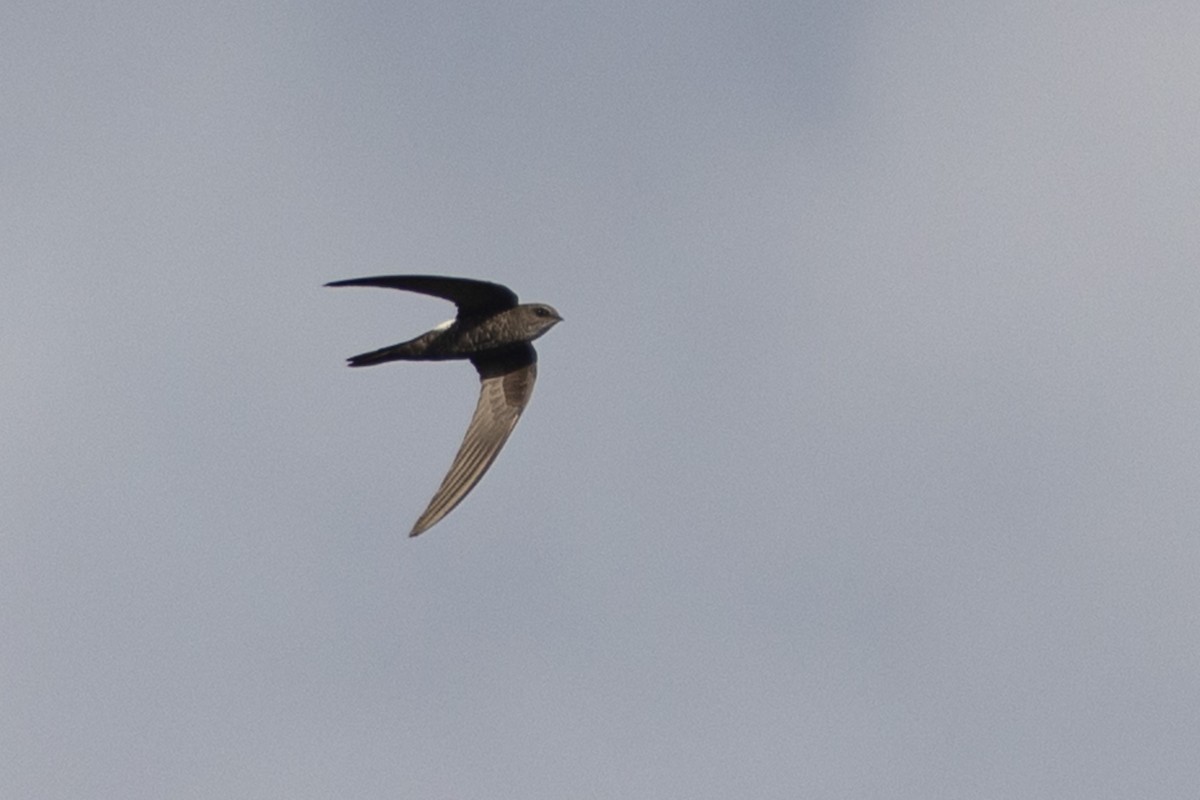 Pacific Swift - Isaac Clarey