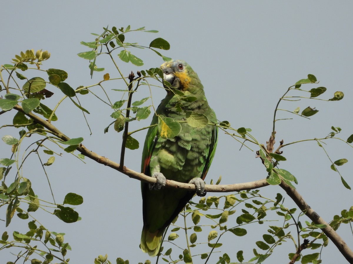 Orange-winged Parrot - ML618417382