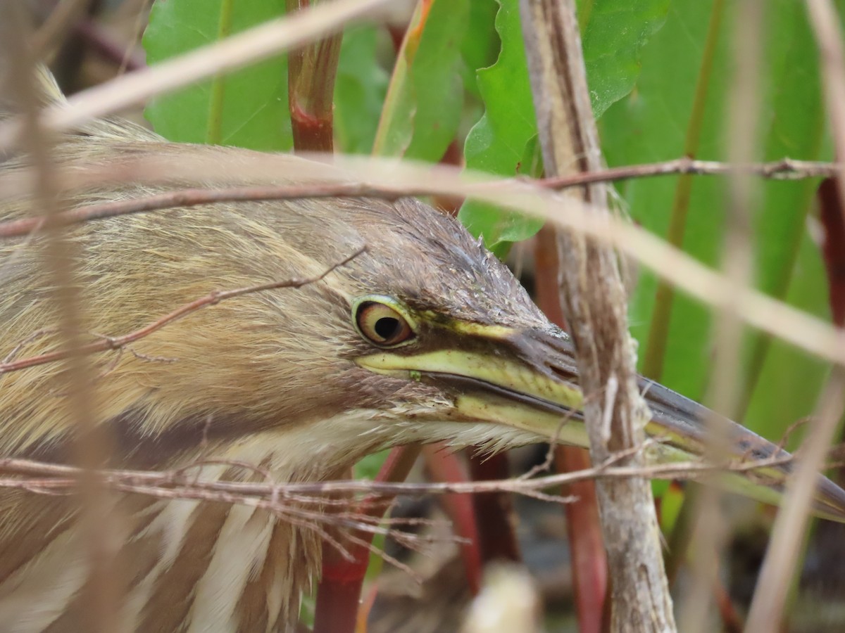 American Bittern - ML618417422