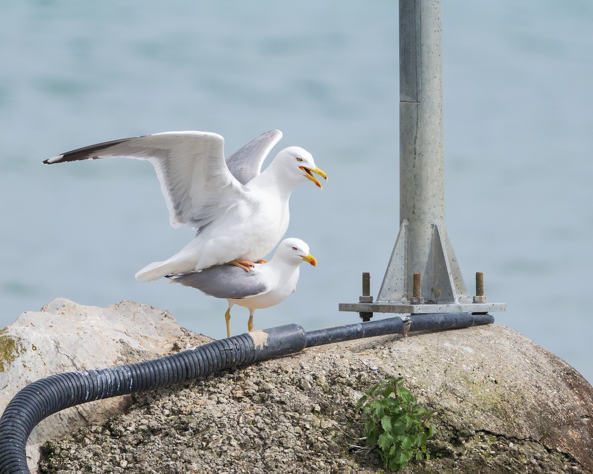 Yellow-legged Gull - ML618417446