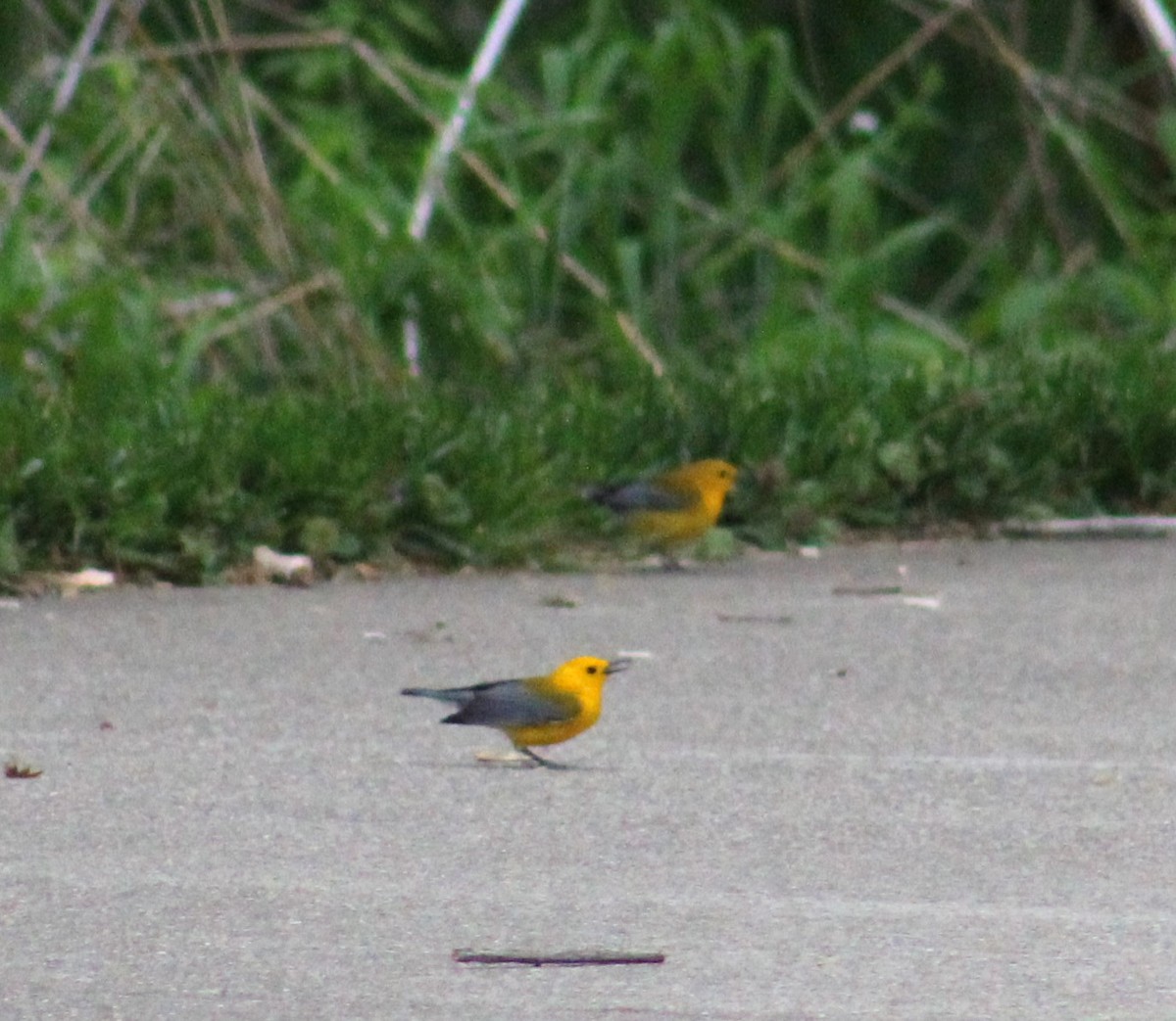 Prothonotary Warbler - ML618417466