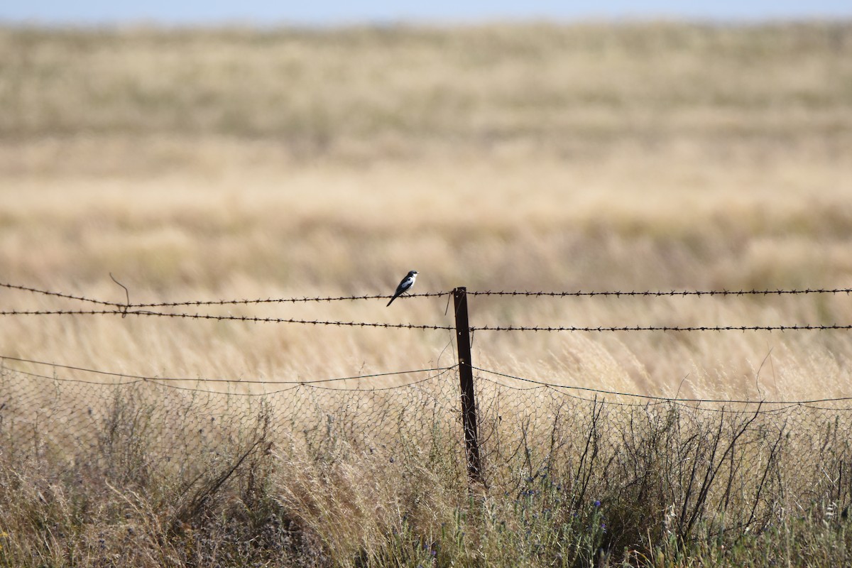 White-winged Triller - ML618417468