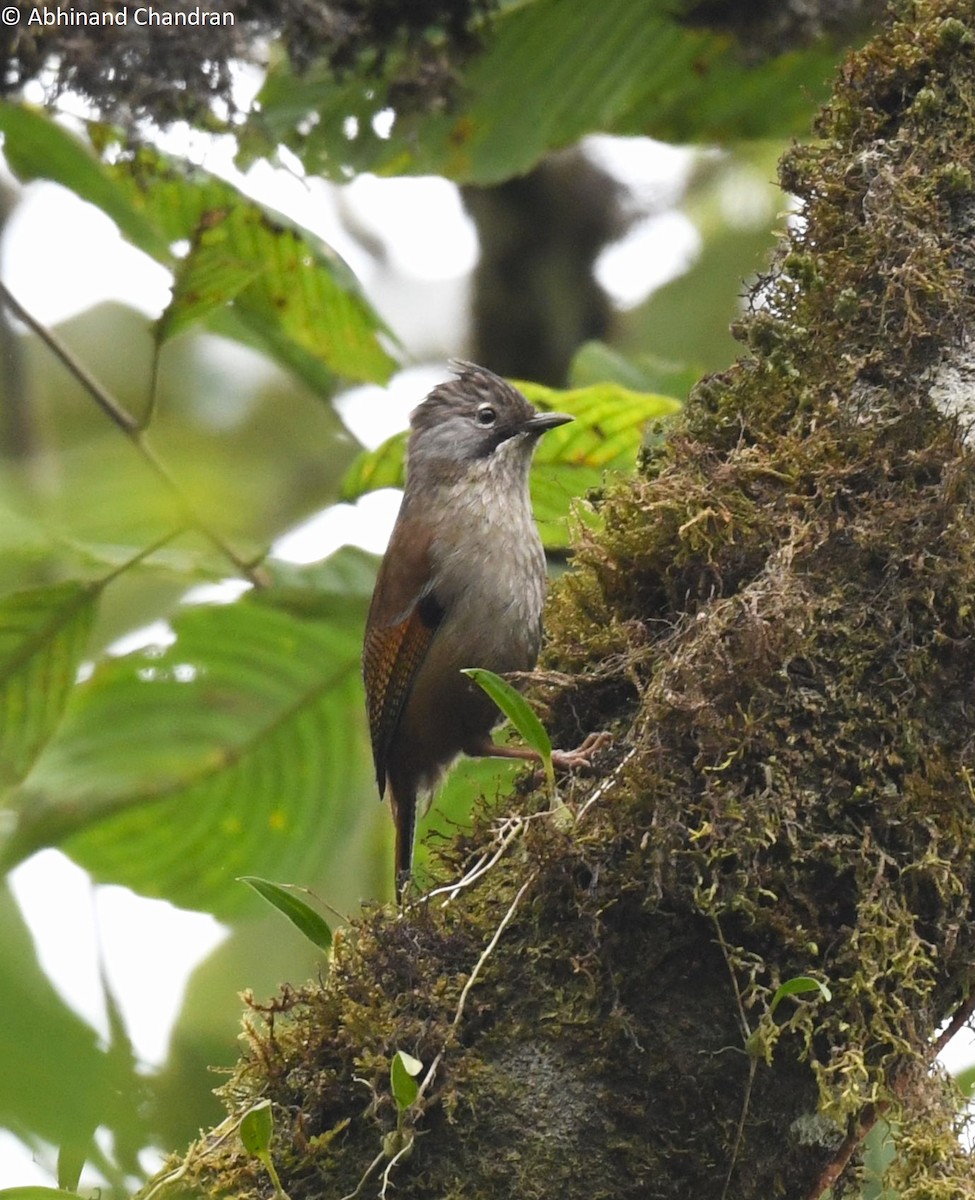 Hoary-throated Barwing - Abhinand C