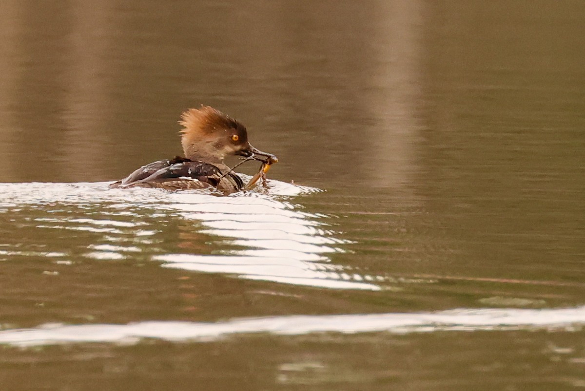 Hooded Merganser - Ian Somerville