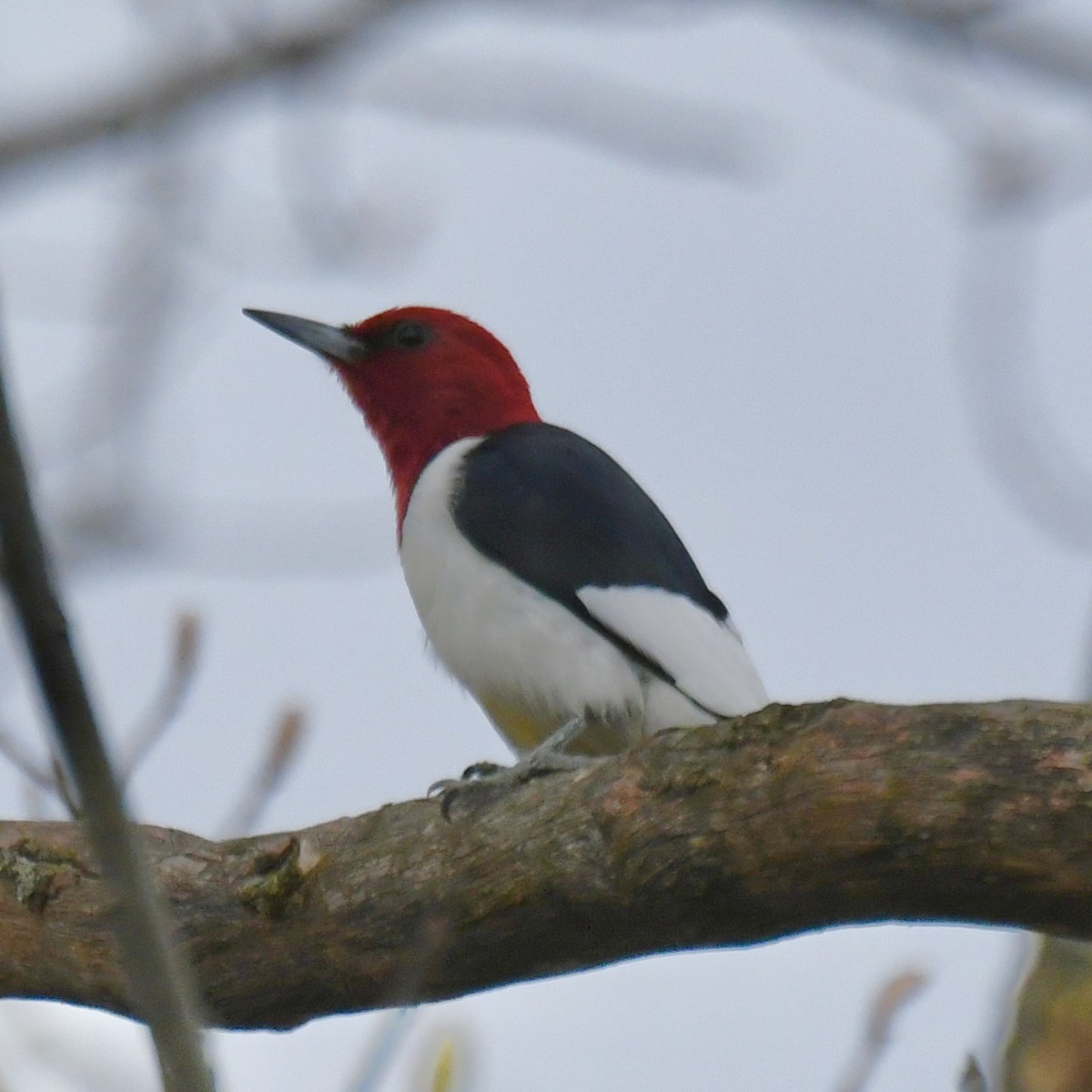 Red-headed Woodpecker - Michael Hatton