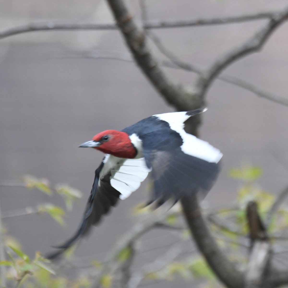 Red-headed Woodpecker - Michael Hatton