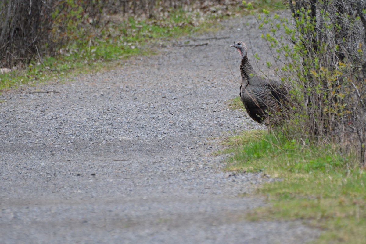 Wild Turkey - ML618417547