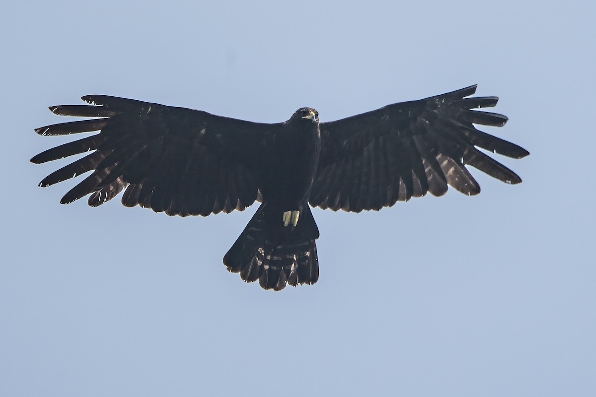 Black Eagle - Ngoc Sam Thuong Dang