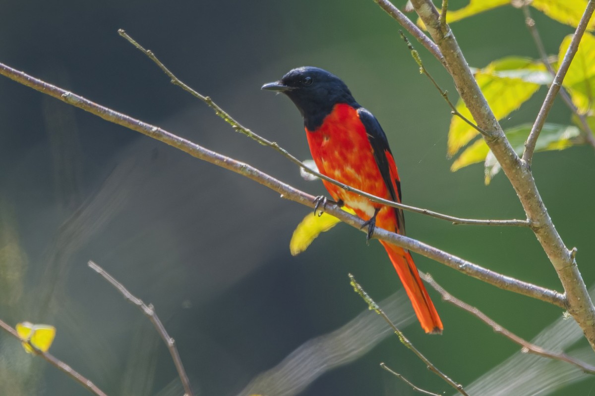 Long-tailed Minivet - ML618417577