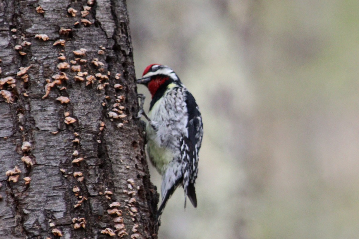 Yellow-bellied Sapsucker - ML618417583