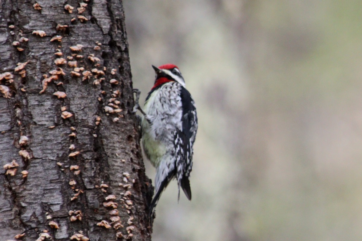 Yellow-bellied Sapsucker - ML618417584