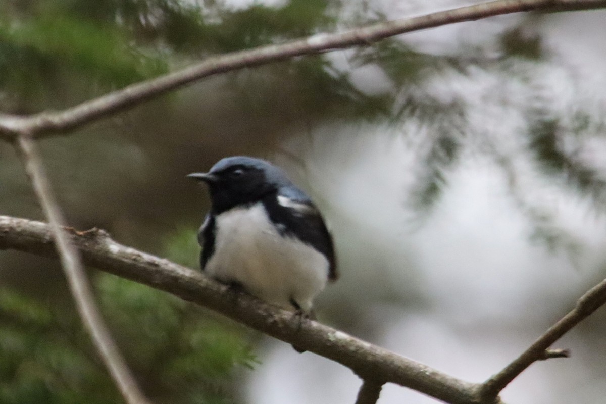 Black-throated Blue Warbler - James Teitgen