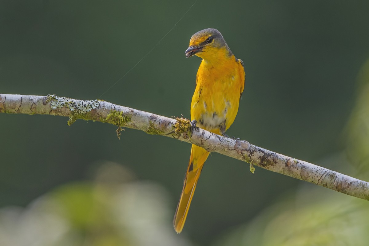 Long-tailed Minivet - ML618417604